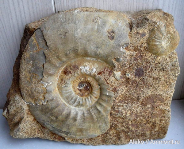 Kosmoceras, Homeoplanulites, Kosmoceras enodatum, Homoeoplanulites difficilis