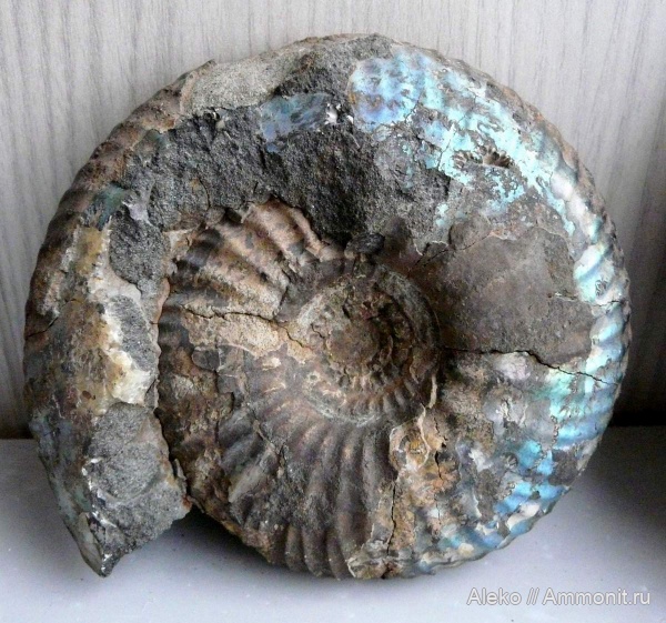 Surites, Surites spasskensis