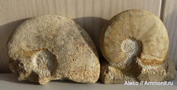 Kosmoceras, Kosmoceratidae