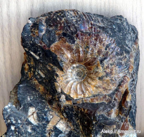 Craspedodiscus