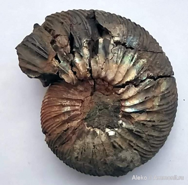 Virgatites, Virgatites virgatus