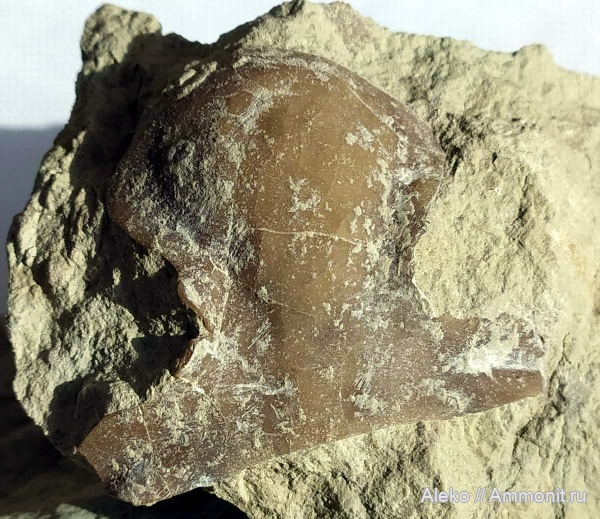 трилобиты, Ptychopyge, Pseudasaphidae