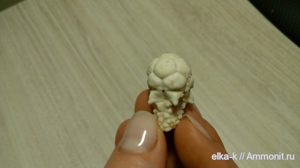 Crinoidea, Cromyocrinidae