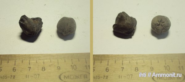 брахиоподы