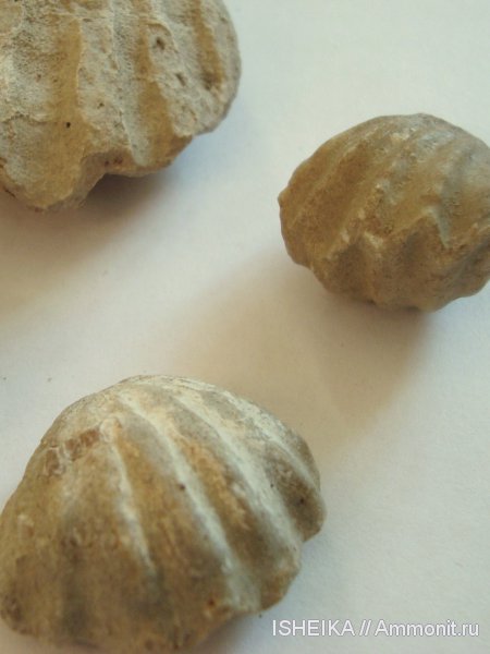 брахиоподы, юра, Jurassic