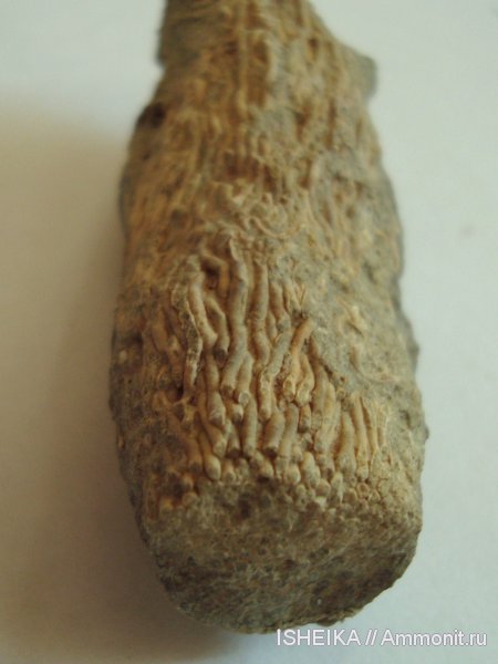 кишечнополостные, беспозвоночные, полихеты, Filograna socialis