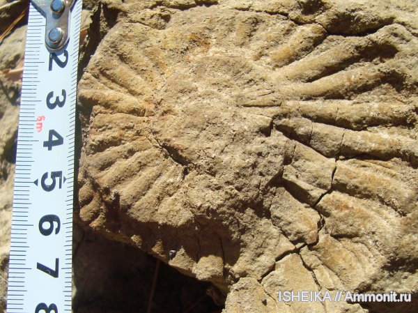 юра, Virgatites, юрский период, Jurassic