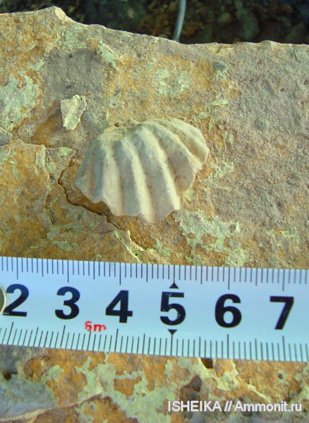 юра, Rhynchonellida, Salgirella, Jurassic