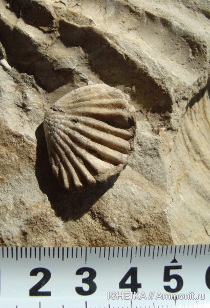 юра, Rhynchonellida, Septaliphoria, Jurassic