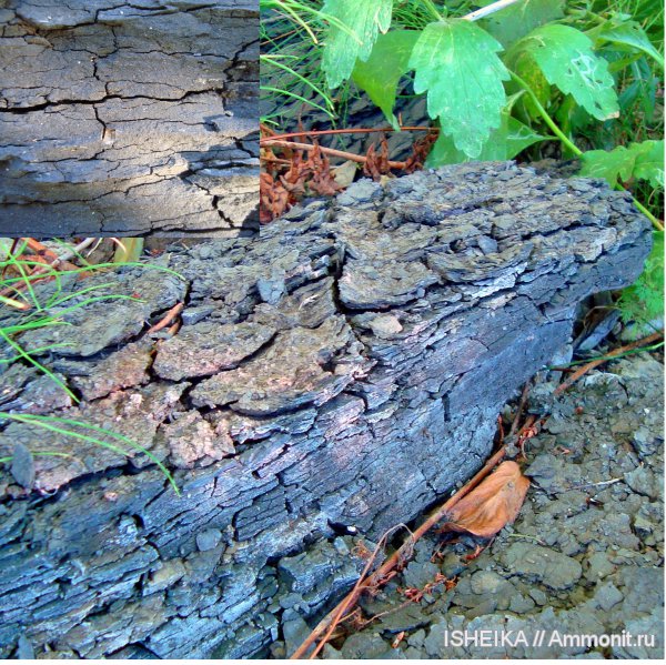 юра, сланцевая глина, порода, почва, Jurassic