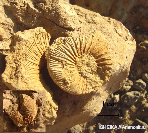 юра, Virgatites virgatus, Jurassic