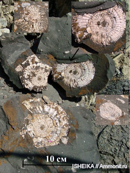 юра, Virgatites, головоногие моллюски, келловей, брюхоногие моллюски, Berlieria maeotis, Callovian, Jurassic, Middle Jurassic