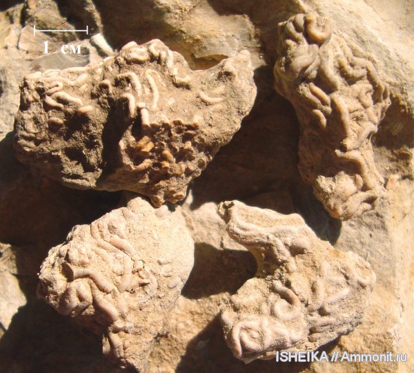 юра, серпулы, кольчатые черви, Serpula, Serpulidae, Glomerula, Glomerula plexus, Jurassic