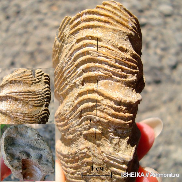 юра, Virgatites, Virgatites gerassimovi, Jurassic