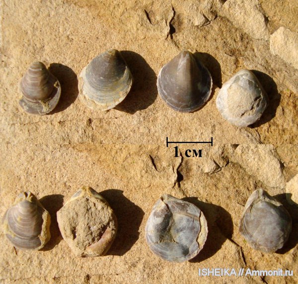 брахиоподы, юра, Russiella, Terebratulida, Jurassic