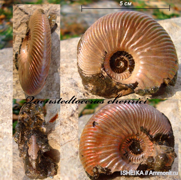 юра, оксфорд, Quenstedtoceras, Quenstedtoceras henrici, Oxfordian, Jurassic