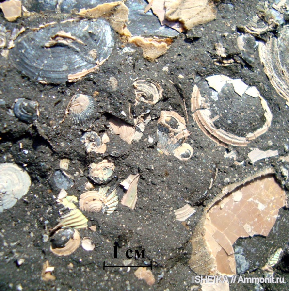 юра, келловей, сланцевая глина, порода, почва, дно, Callovian, Jurassic, Middle Jurassic