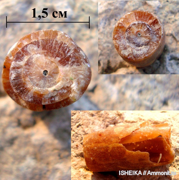 белемниты, мел, ростры, Cretaceous, belemnites