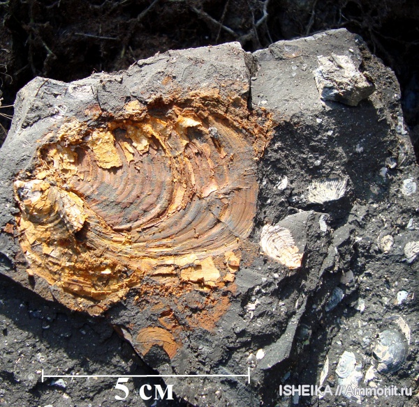 моллюски, юра, Inoceramus, Jurassic