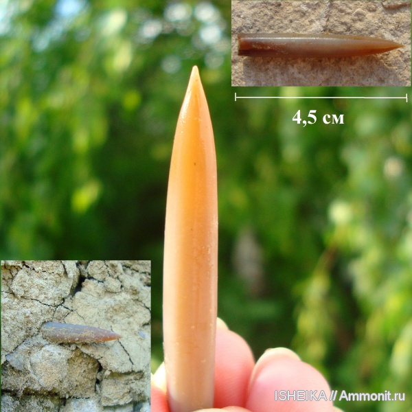 белемниты, юра, ростры, Jurassic, belemnites