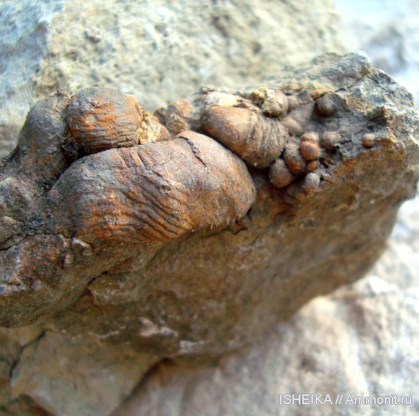 юра, ихнофоссилии, Jurassic