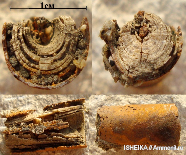 белемниты, юра, строение, Jurassic, belemnites