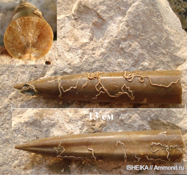 белемниты, серпулы, кольчатые черви, Serpula, Serpulidae, belemnites