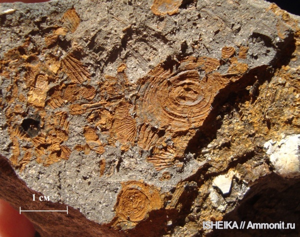 юра, двустворки, сланцевая глина, дно, Jurassic