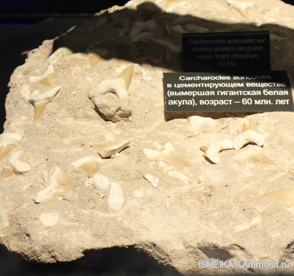 зубы, акулы, carcharocles auriculatis, teeth, sharks