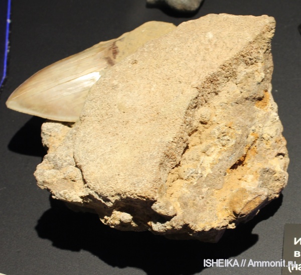 зубы, акулы, мегалодон, teeth, sharks