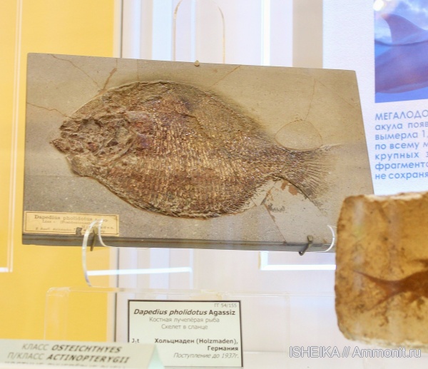 Германия, Санкт-Петербург, костные рыбы, Хольцмаден, Dapedius pholidotus, лучепёрые рыбы