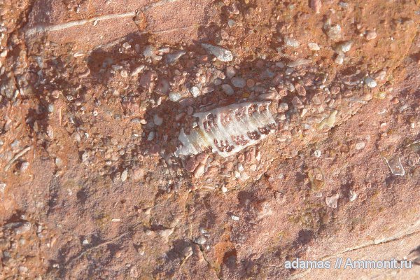 Nerinea, Адыгея, Гора Оштен, Nerineidae