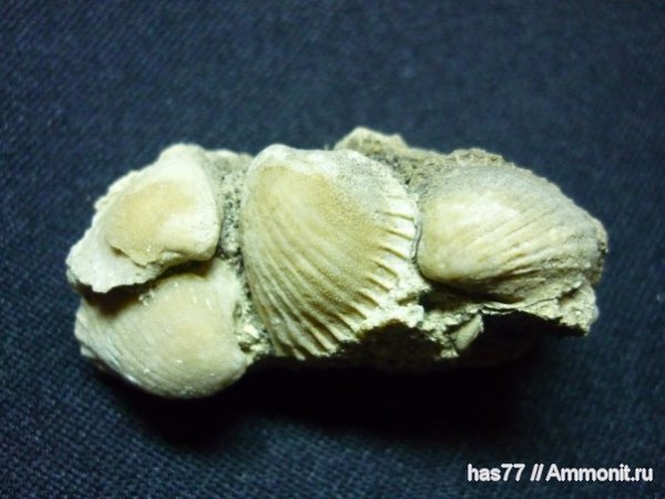 моллюски, Крым