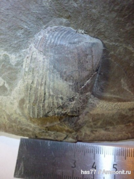 аптихи, Aptychi