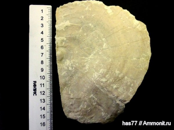 моллюски, устрицы