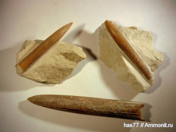 белемниты, belemnites