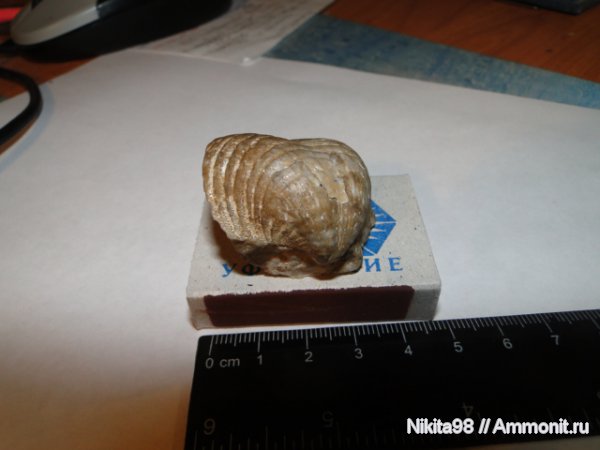 Башкирия, Productida