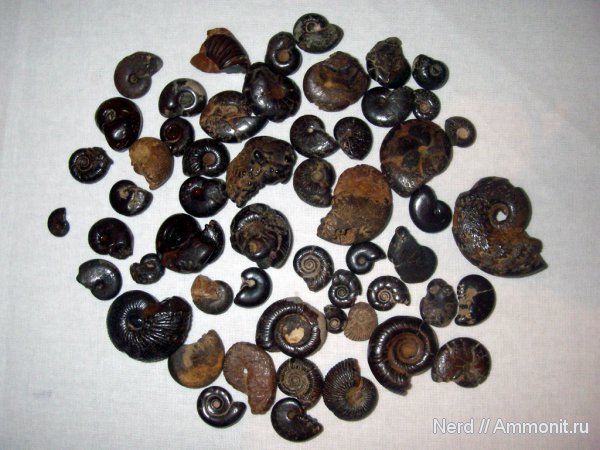 Аммониты