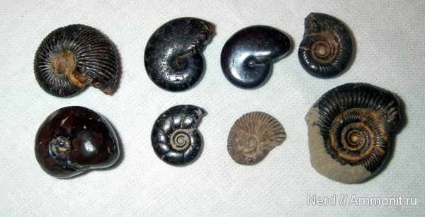 аммониты, Ammonites