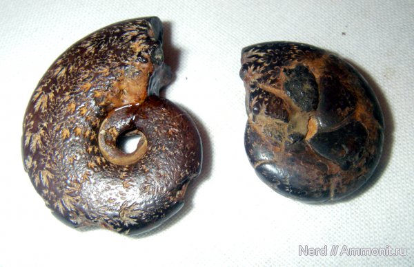 аммониты, Ammonites