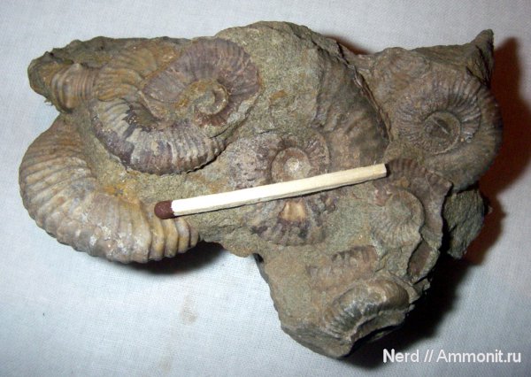 аммониты, Ammonites