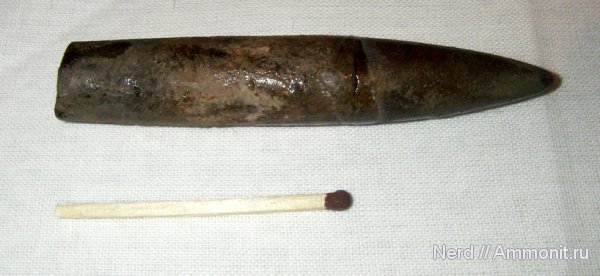 белемниты, belemnites