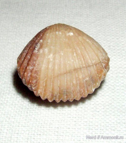 брахиоподы