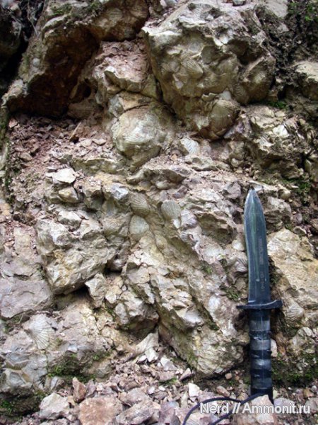 двустворчатые моллюски, bivalvia