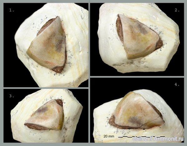 Цемгигант, Deltodus, Chondrichthyes, Holocephali, Menaspiformes, Deltoptychius