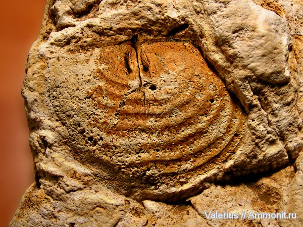 брахиоподы, карбон, отпечатки, Productida