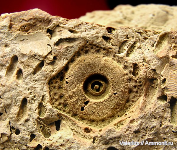 карбон, Archaeocidaris, панцирь