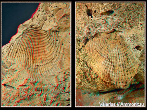 карбон, отпечатки, Admoskovia, 3D-изображения, створки, Productida