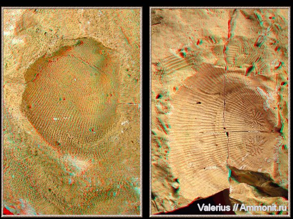 карбон, Linoproductus, отпечатки, 3D-изображения, створки, Productida