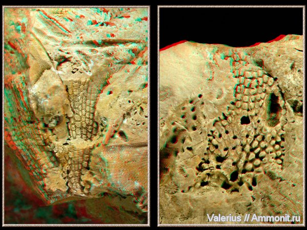 карбон, мшанки, Fenestella, отпечатки, фенестелла, 3D-изображения